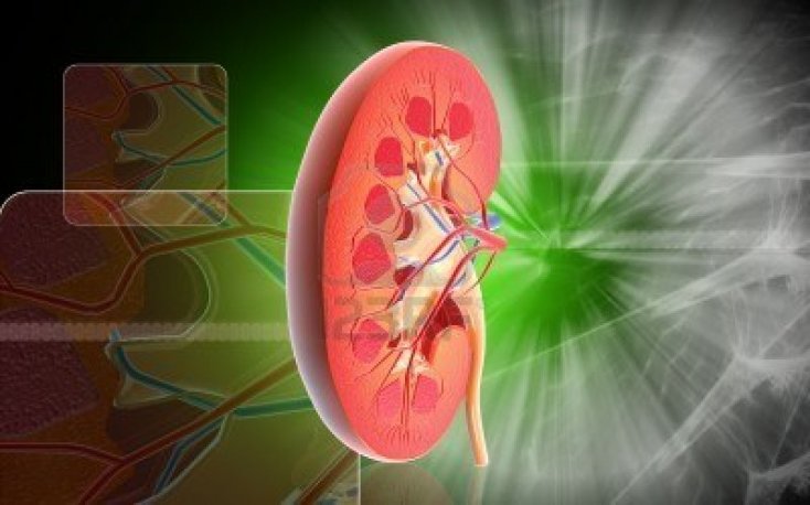 Пиелонефрит и цистит: можно ли с ними распрощаться?
