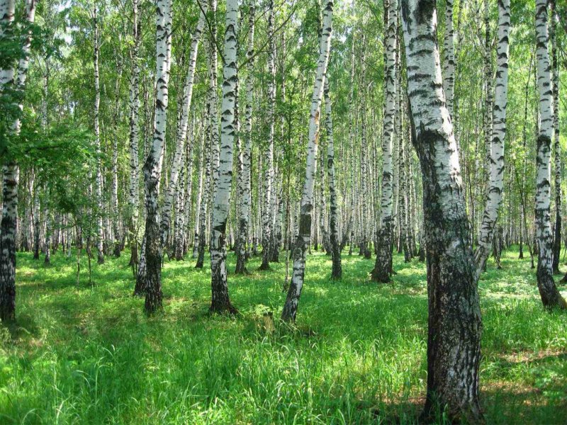 польза березового сока