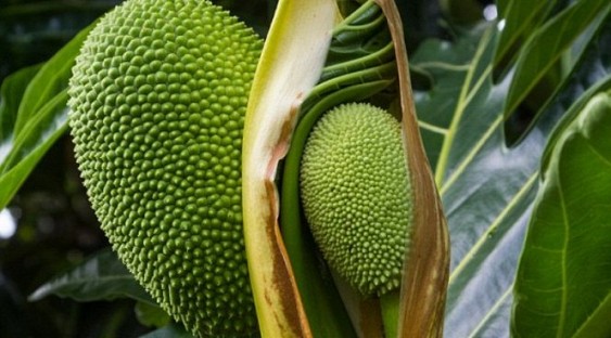 кактус